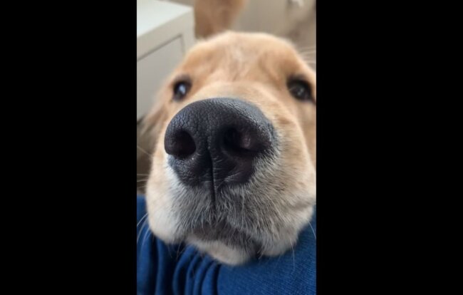 ゴールデンレトリーバー,動画