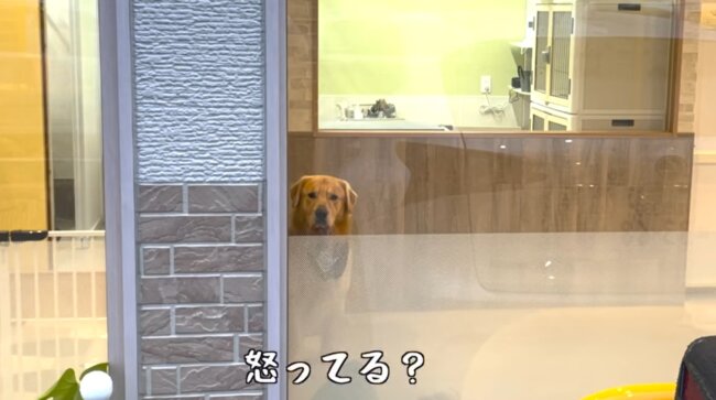 ゴールデンレトリーバー,動画