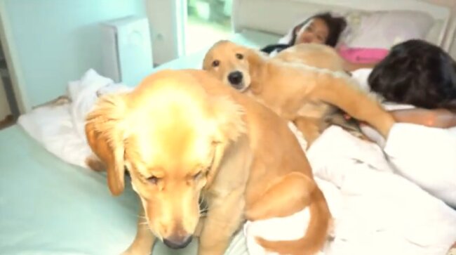 ゴールデンレトリーバー,動画