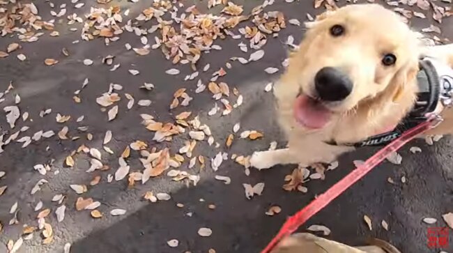 ゴールデンレトリーバー,動画