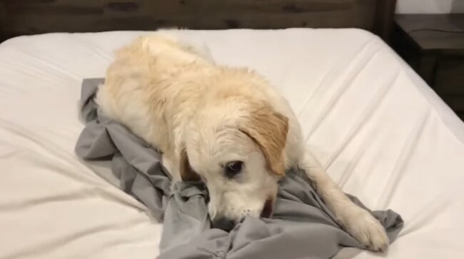 ゴールデンレトリーバー,動画