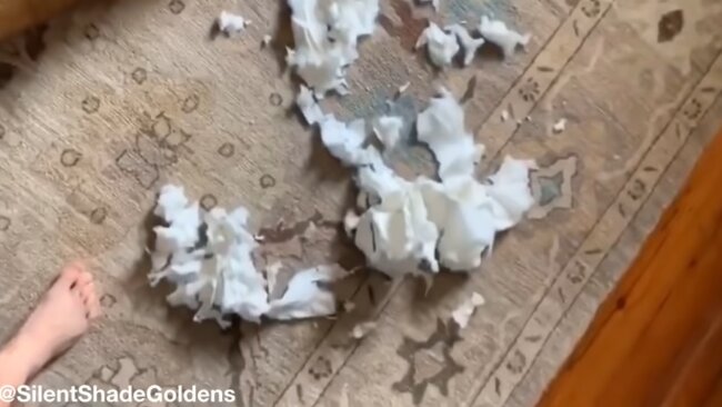 ゴールデンレトリーバー,動画