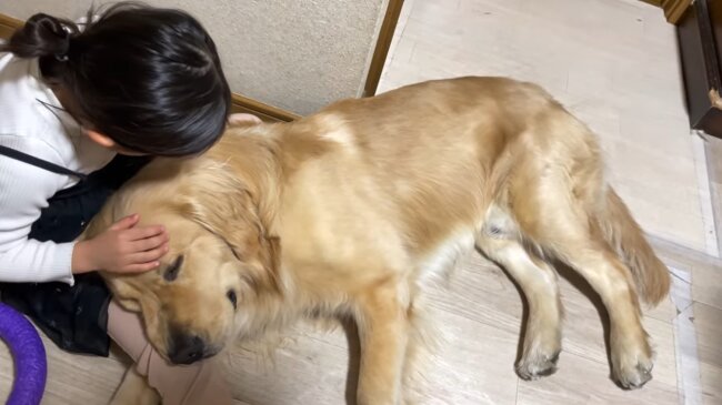 ゴールデンレトリーバー,動画