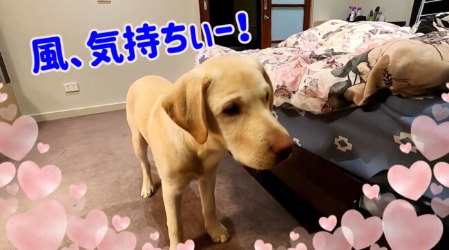 ラブラドールレトリーバー,動画