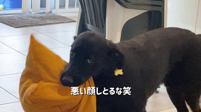 ラブラドールレトリーバー,動画