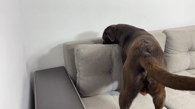 ラブラドールレトリーバー,動画