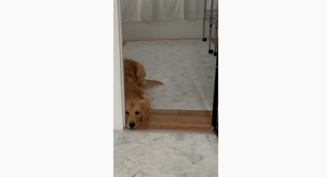 ゴールデンレトリーバー,動画