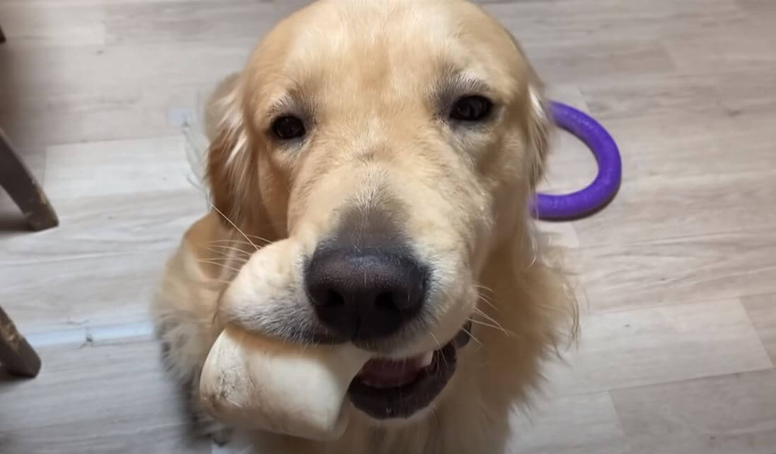 ゴールデンレトリーバー,動画