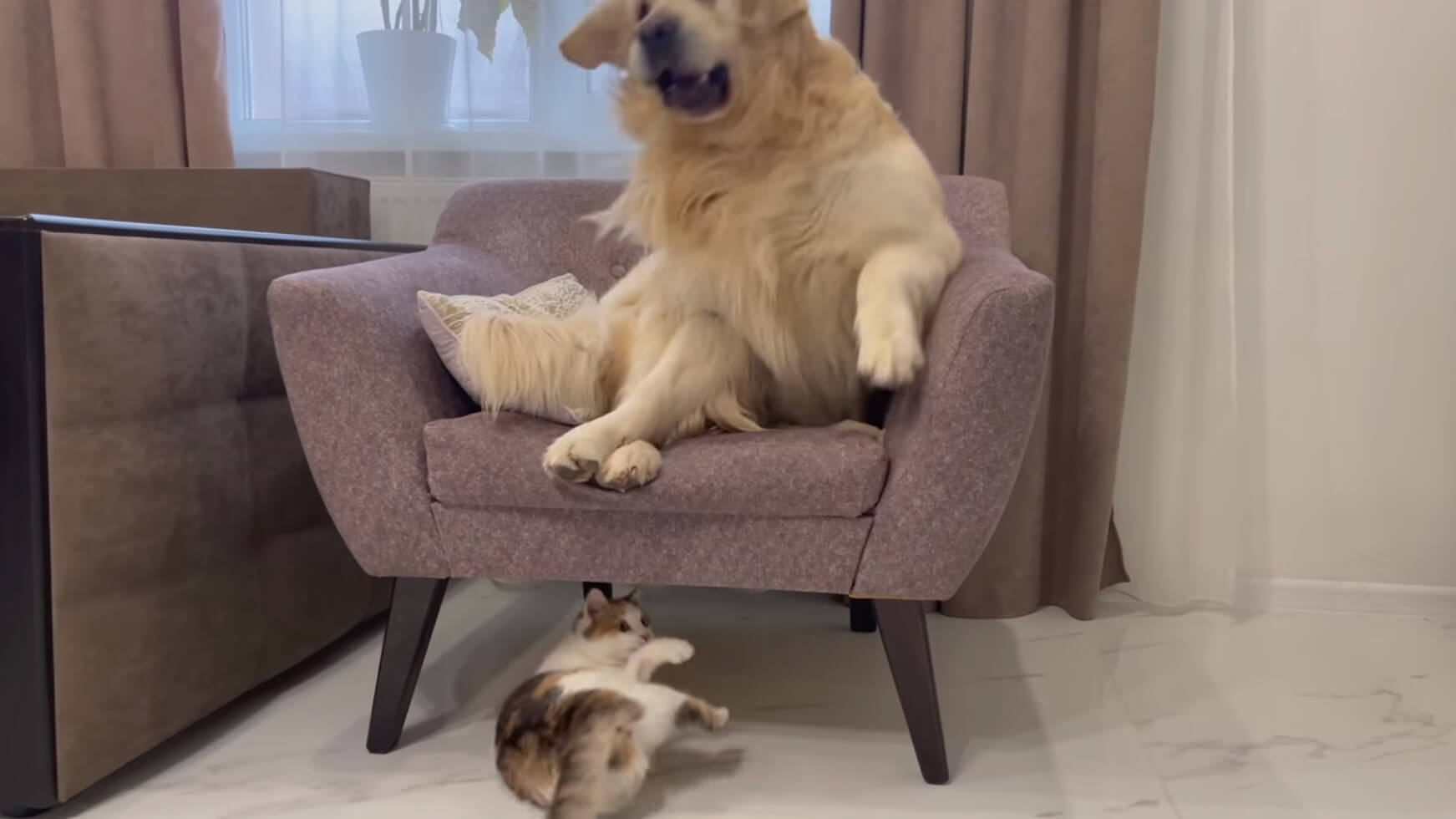 ゴールデンレトリーバー,動画