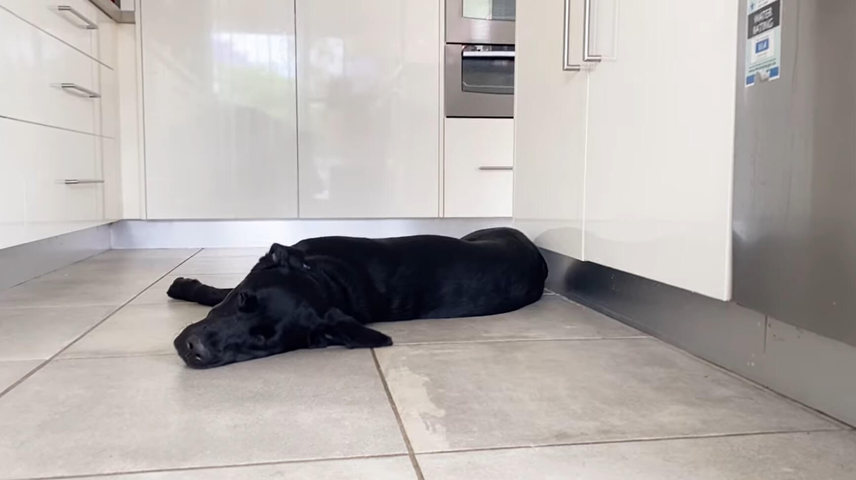 ラブラドールレトリーバー,動画