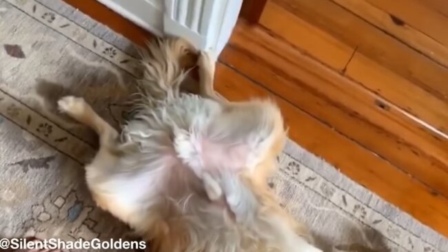 ゴールデンレトリーバー,動画