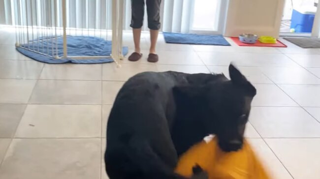 ラブラドールレトリーバー,動画