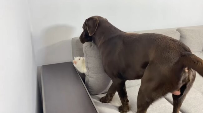 ラブラドールレトリーバー,動画