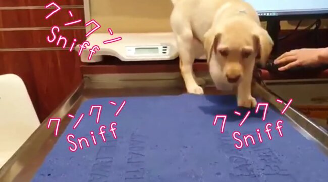 ラブラドールレトリーバー,動画