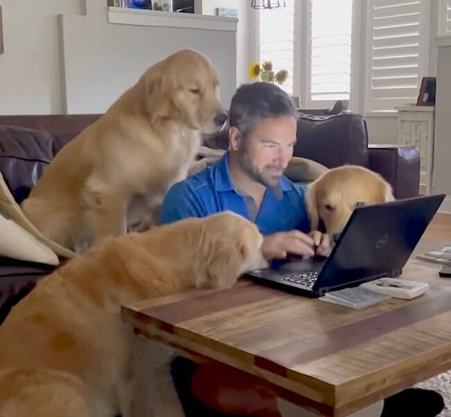 ゴールデンレトリーバー,動画