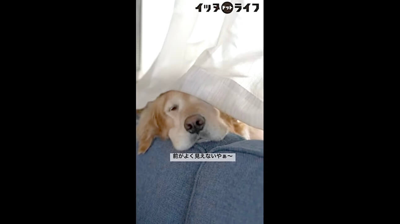 ゴールデンレトリーバー,イッヌドットライフ,動画