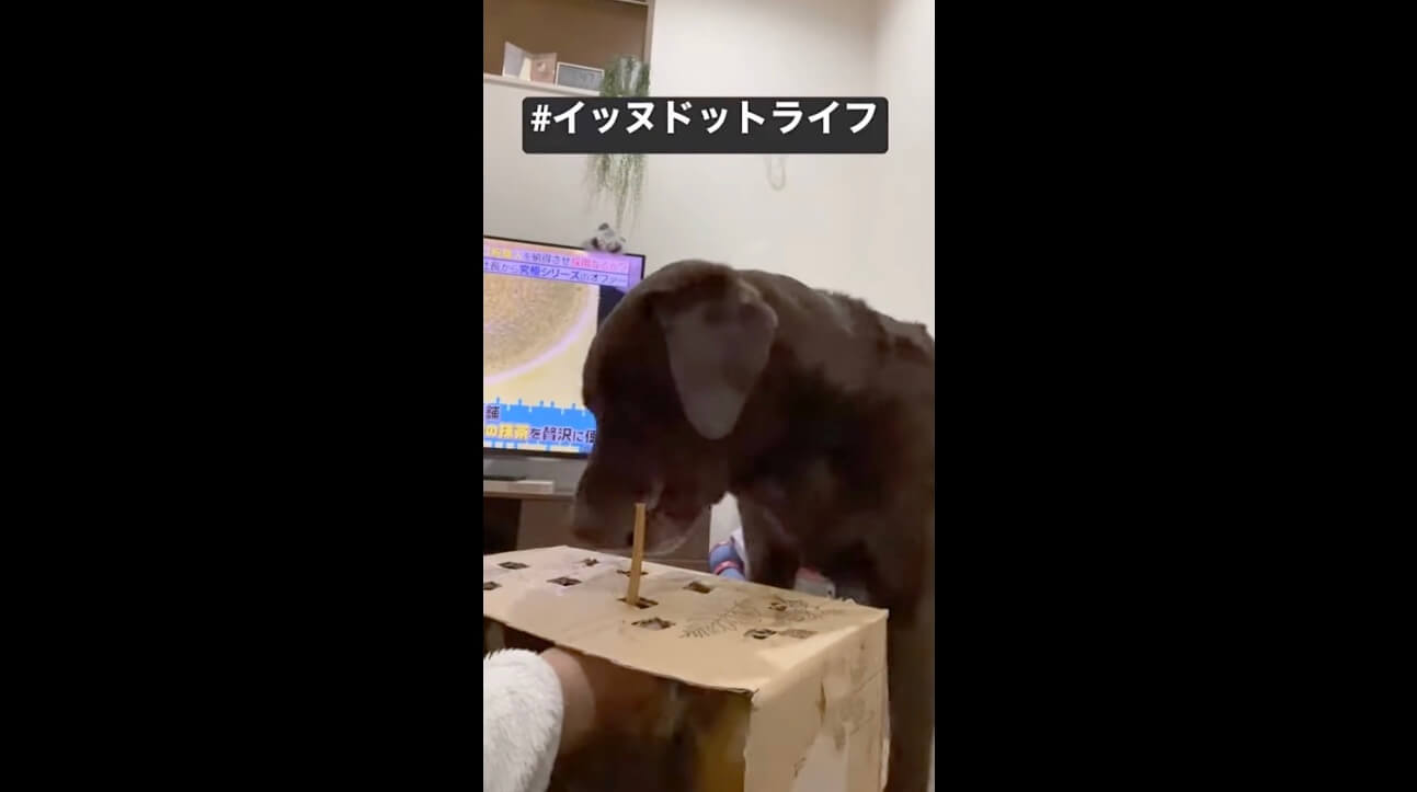 ラブラドール,イッヌドットライフ,動画