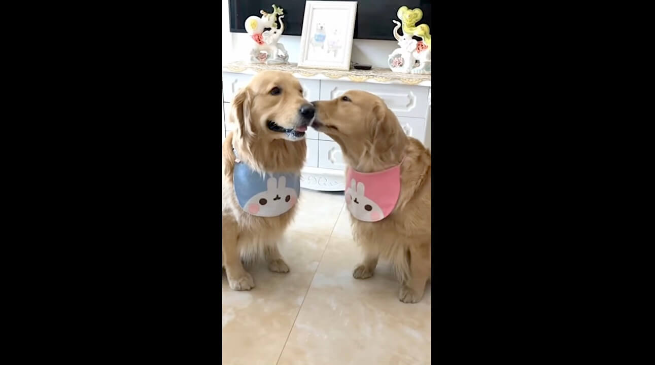 レトリーバー,動画