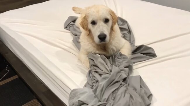 ゴールデンレトリーバー,動画