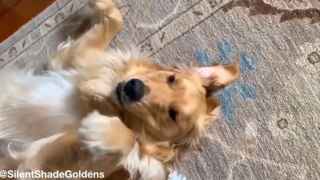 ゴールデンレトリーバー,動画