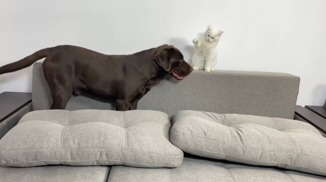 ラブラドールレトリーバー,動画