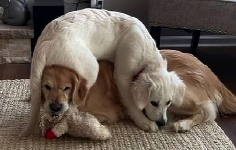 ゴールデンレトリーバー,動画