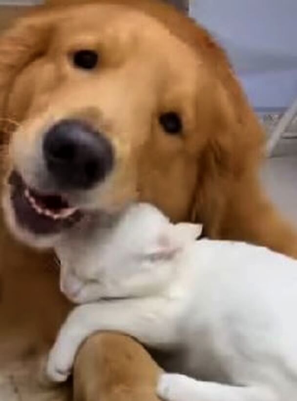 ゴールデンレトリーバー,動画