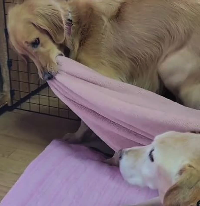 ラブラドールレトリーバー,動画