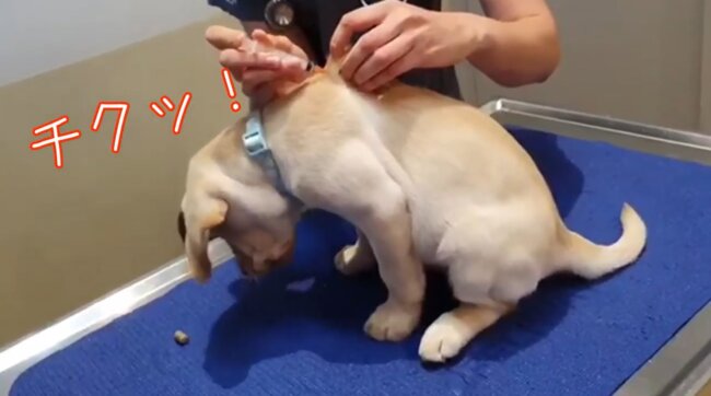 ラブラドールレトリーバー,動画