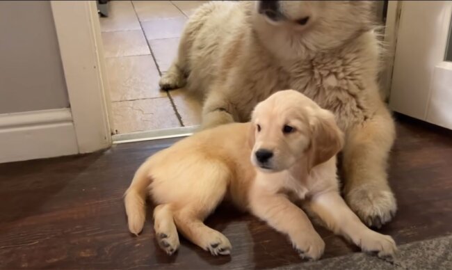 ゴールデンレトリーバー,動画