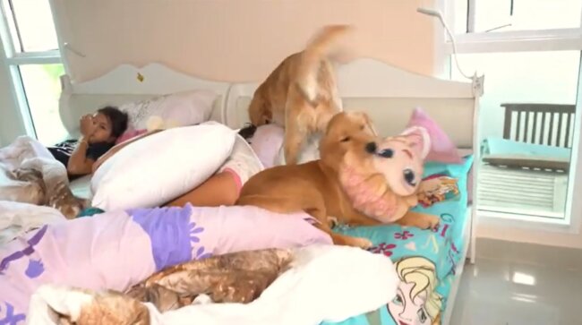 ゴールデンレトリーバー,動画