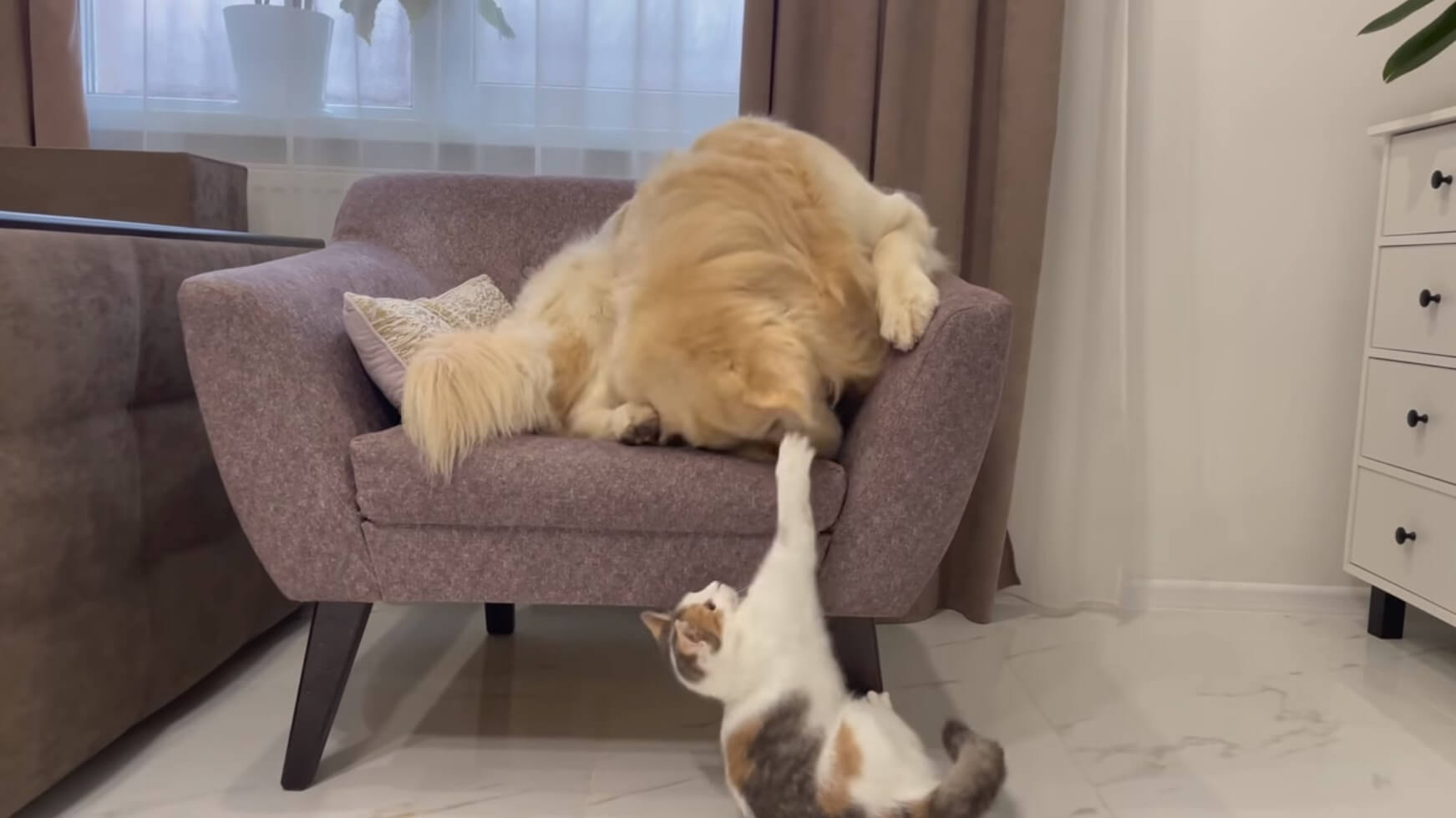 ゴールデンレトリーバー,動画