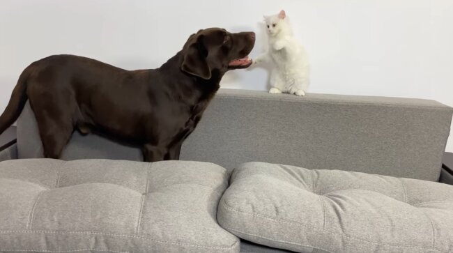 ラブラドールレトリーバー,動画