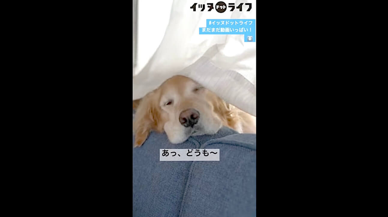 ゴールデンレトリーバー,イッヌドットライフ,動画
