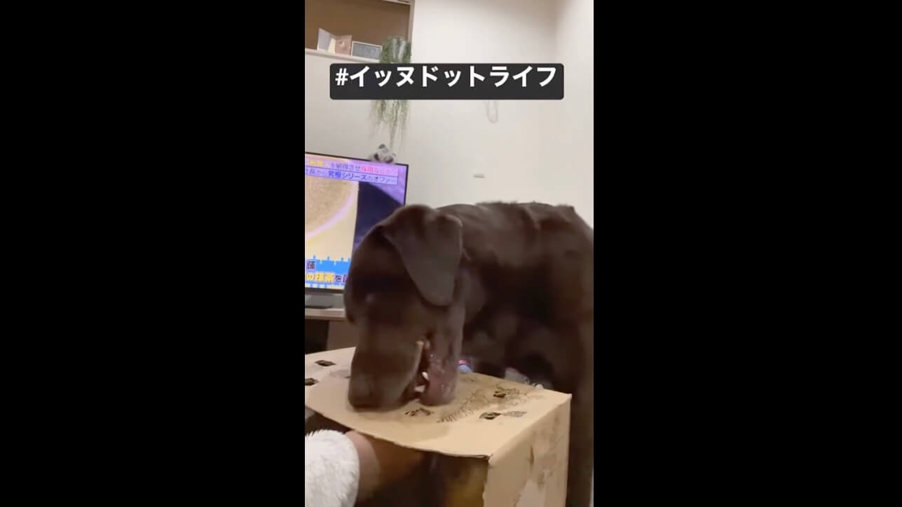 ラブラドール,イッヌドットライフ,動画