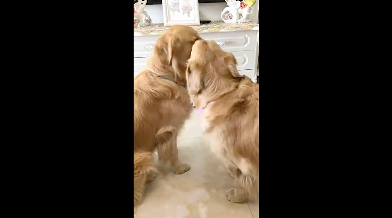 レトリーバー,動画