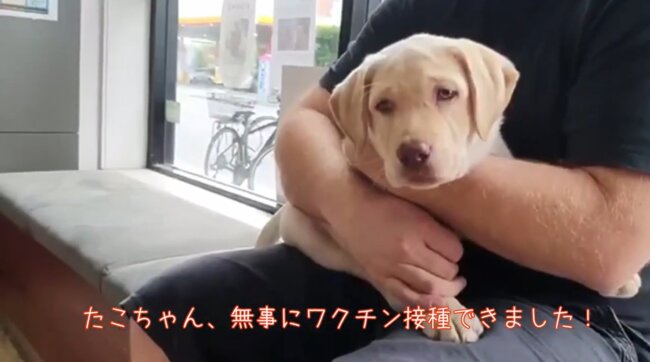 ラブラドールレトリーバー,動画