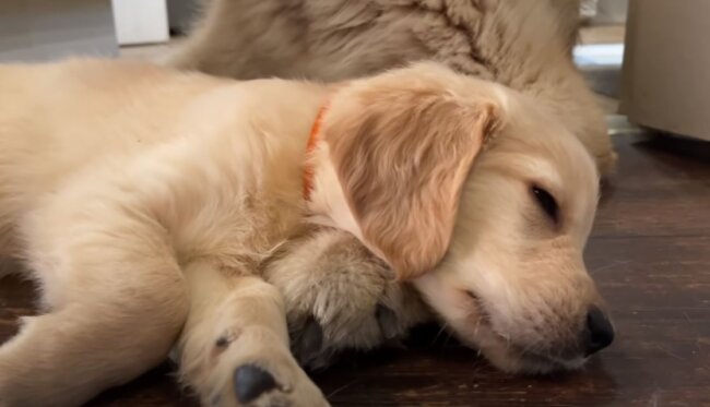 ゴールデンレトリーバー,動画