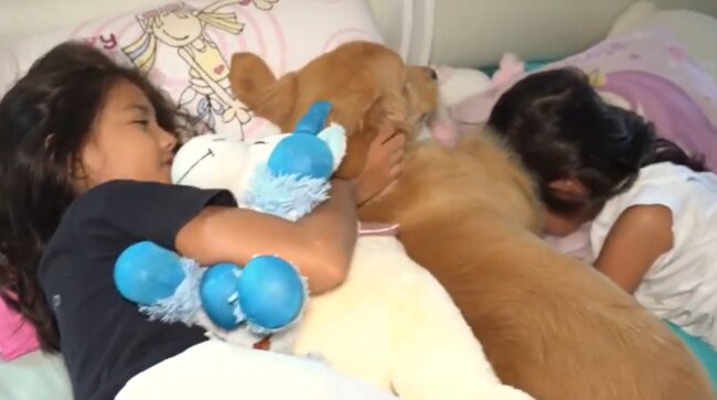 ゴールデンレトリーバー,動画