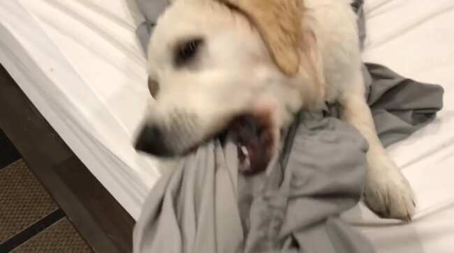 ゴールデンレトリーバー,動画