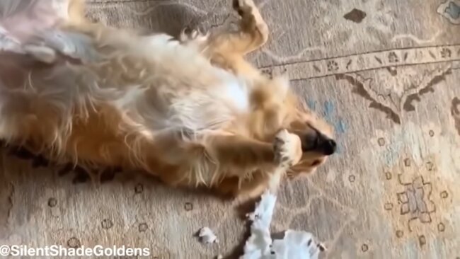 ゴールデンレトリーバー,動画