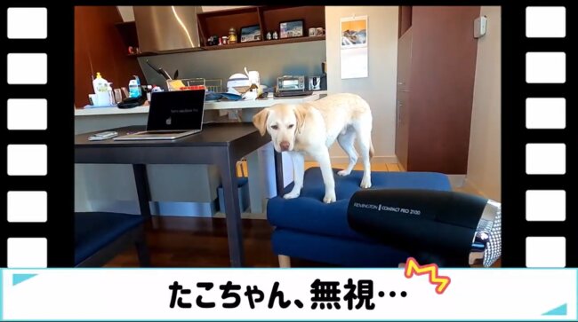 ラブラドールレトリーバー,動画