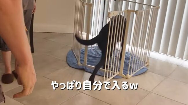 ラブラドールレトリーバー,動画