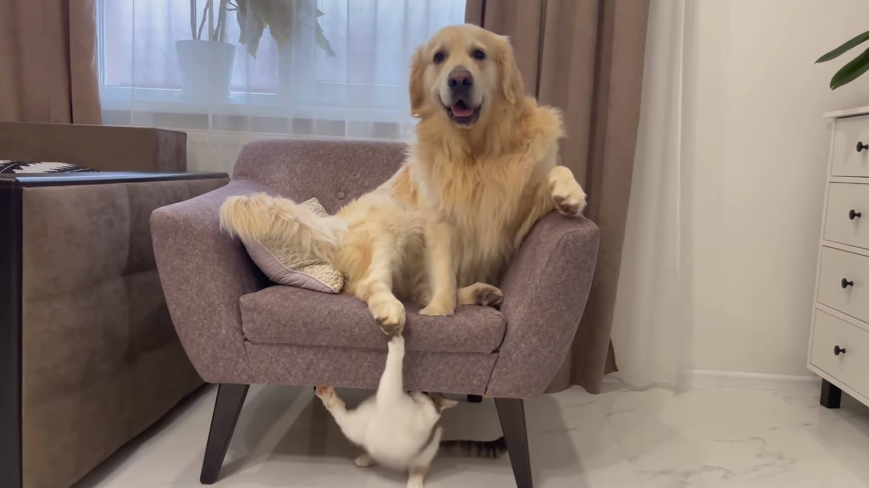 ゴールデンレトリーバー,動画