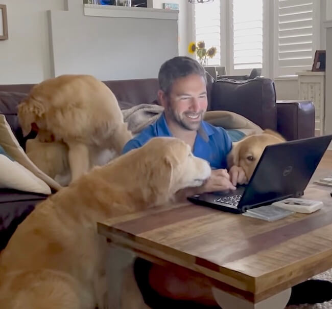 ゴールデンレトリーバー,動画