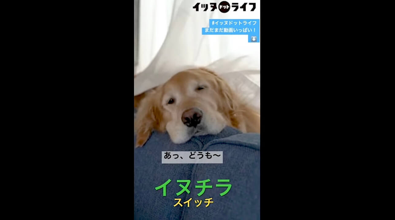ゴールデンレトリーバー,イッヌドットライフ,動画