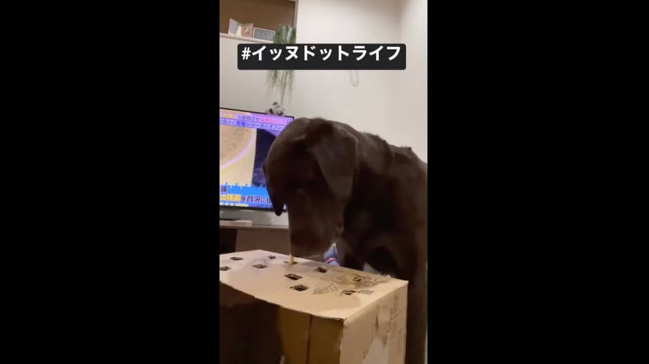 ラブラドール,イッヌドットライフ,動画