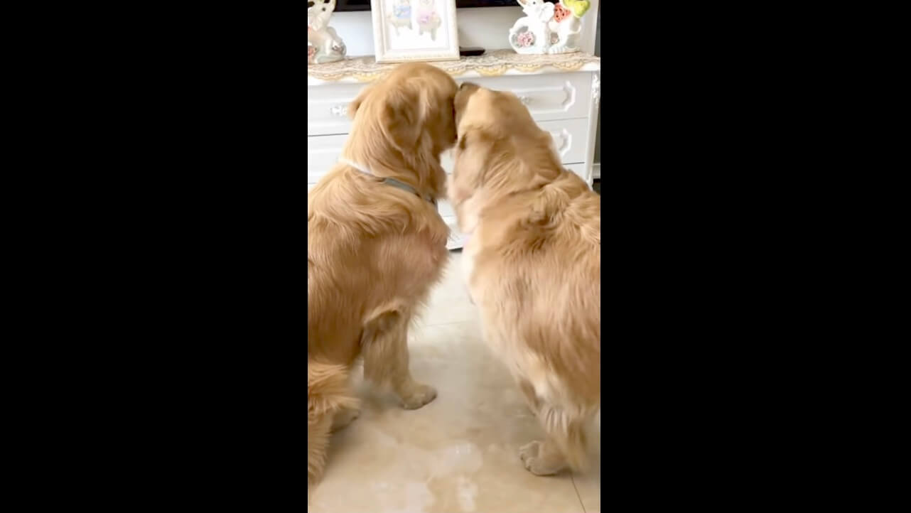 レトリーバー,動画