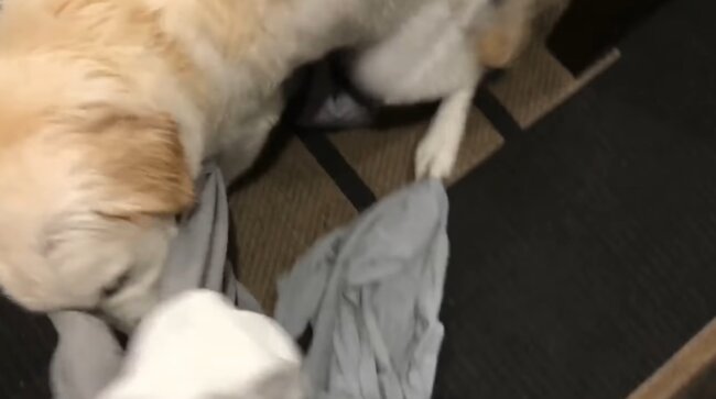 ゴールデンレトリーバー,動画