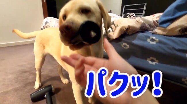 ラブラドールレトリーバー,動画